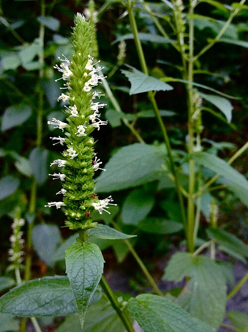 Yellow Giant Hyssop