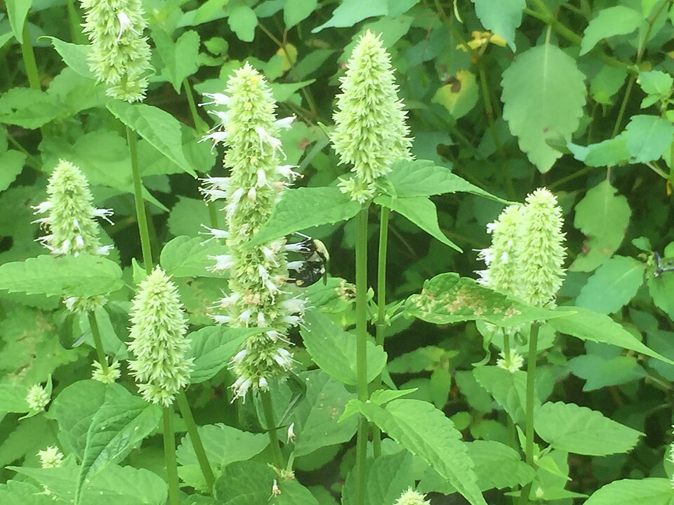 Yellow Giant Hyssop