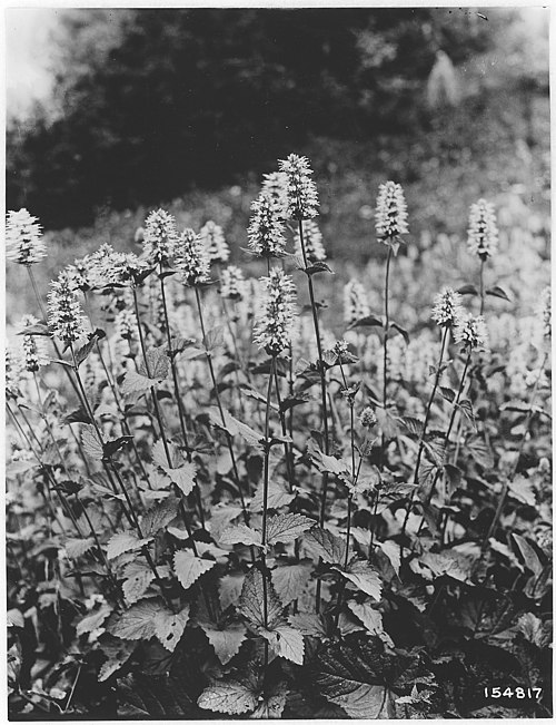 Western Giant Hyssop
