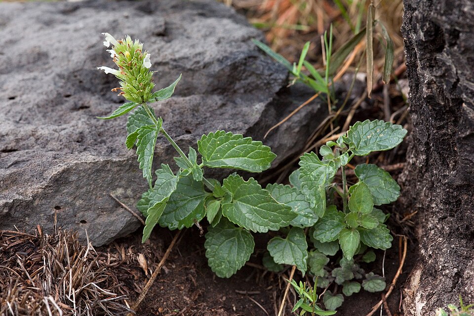 Bill Williams Mountain Giant Hyssop