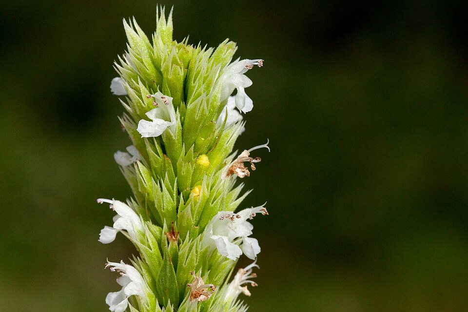 Bill Williams Mountain Giant Hyssop