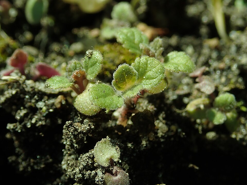 Nettleleaf Giant Hyssop