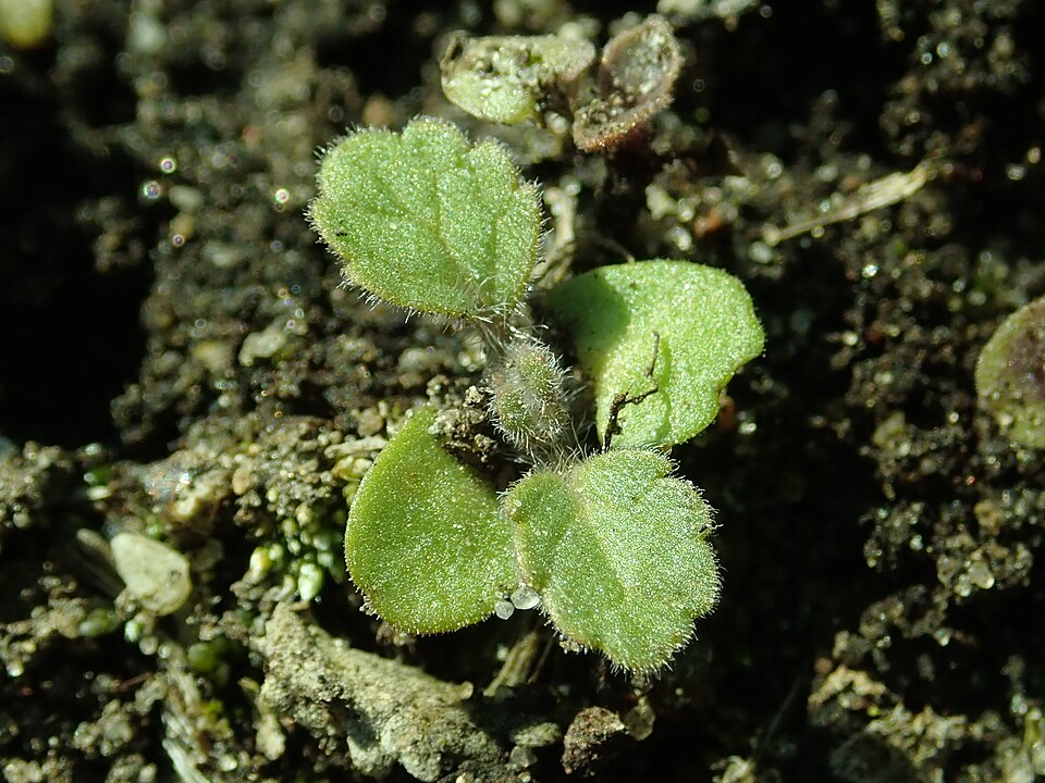 Nettleleaf Giant Hyssop