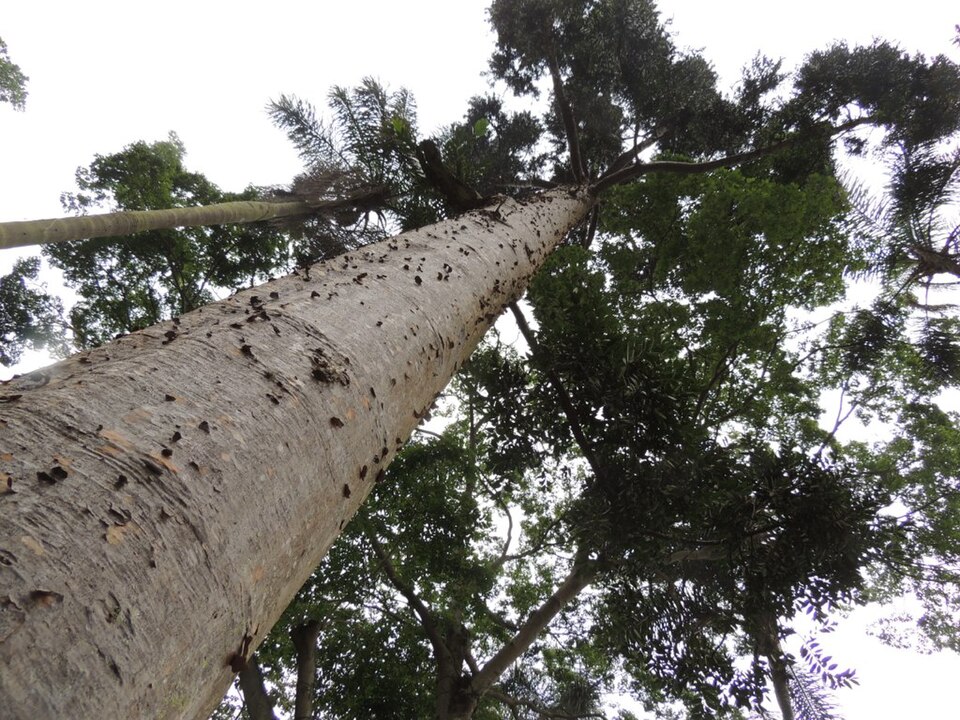 Kauri