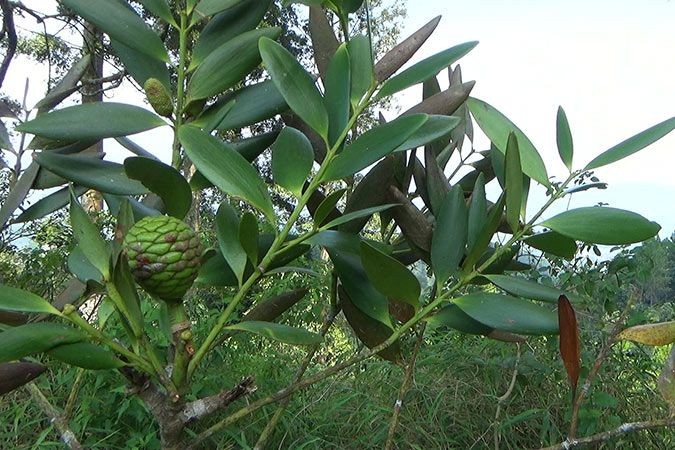Dammar Pine