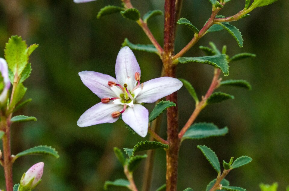 Agathosma