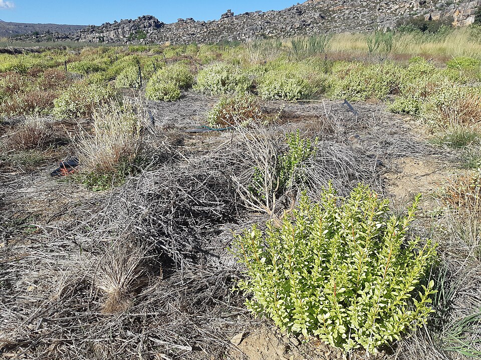 Agathosma