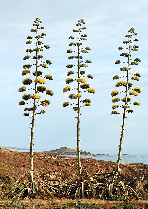 American Century Plant