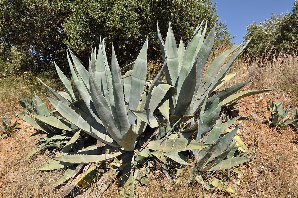 American Century Plant