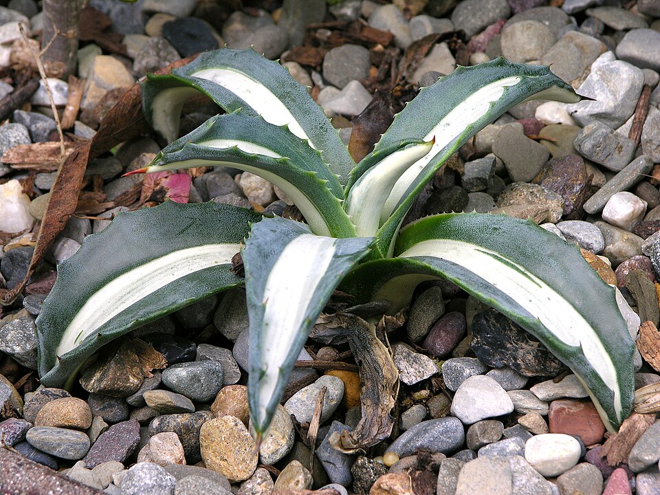 American Century Plant