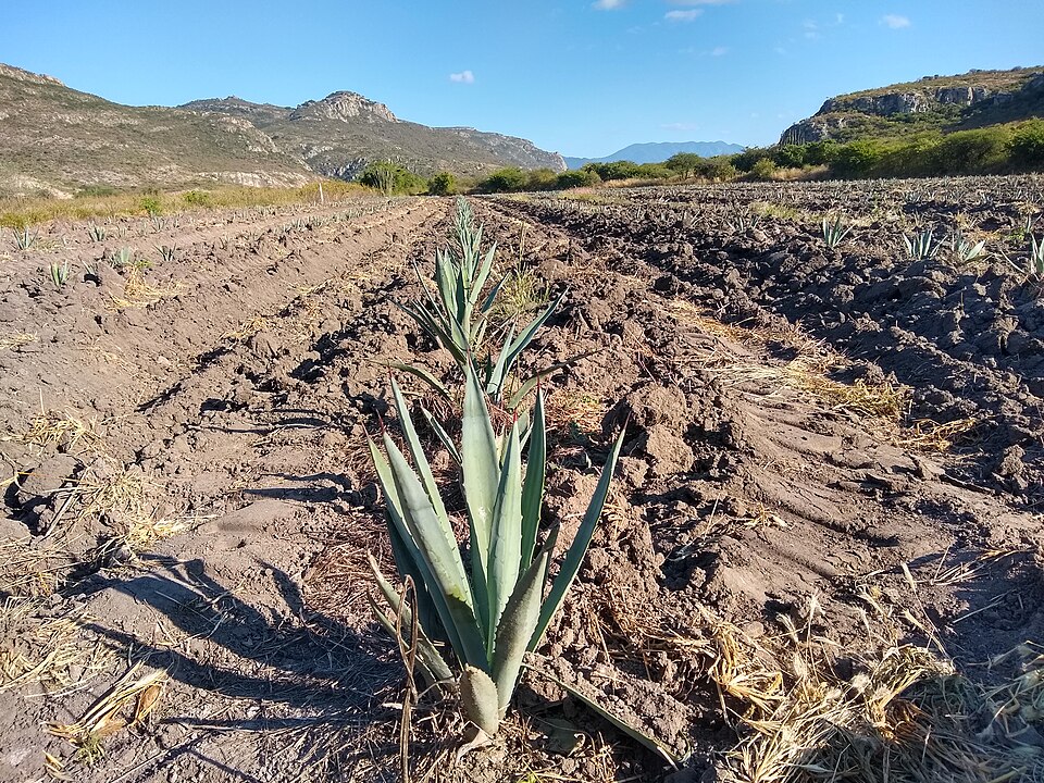 Century Plant