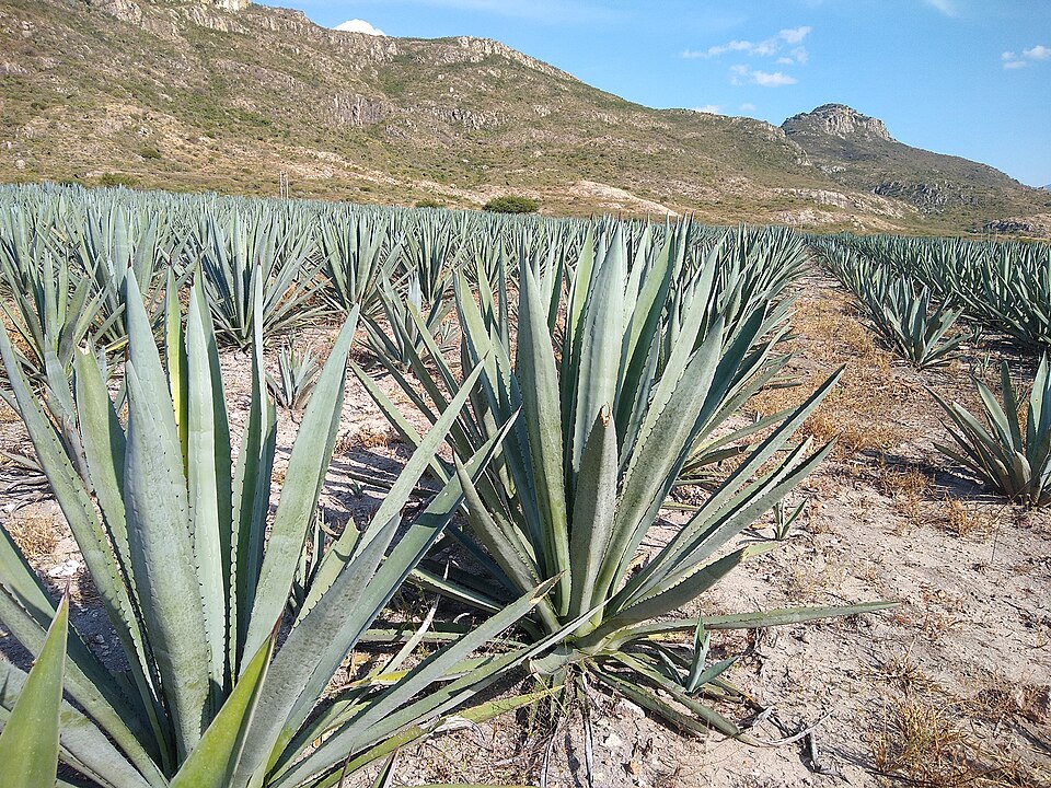 Century Plant