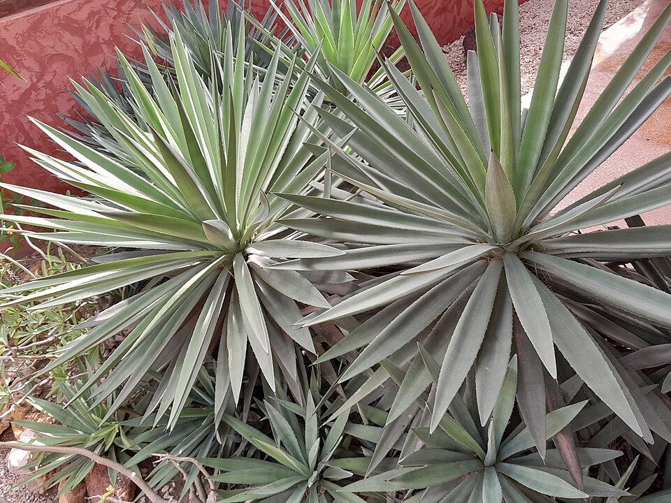 Century Plant