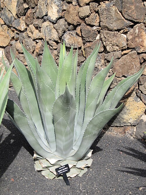 Rough Century Plant