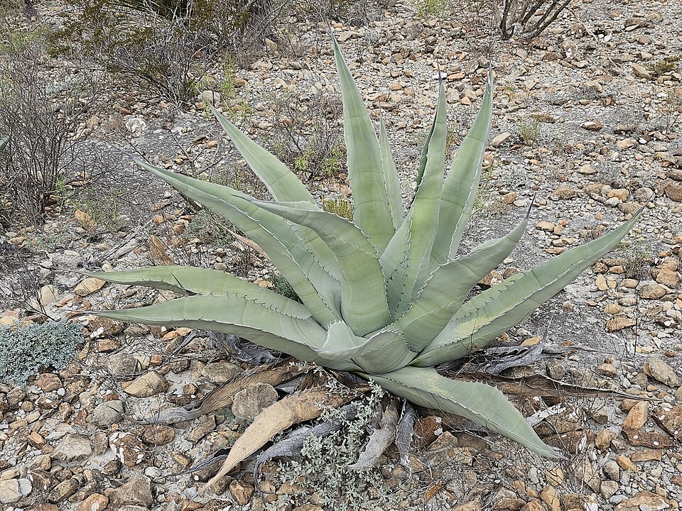 Rough Century Plant