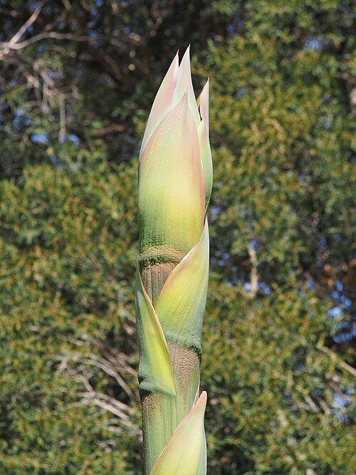 Maguey
