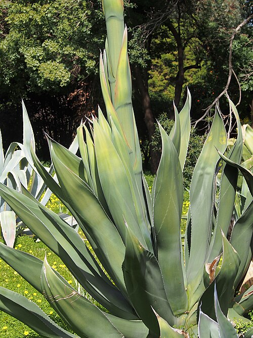 Maguey