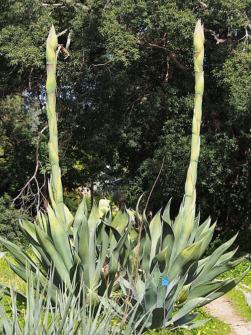 Maguey