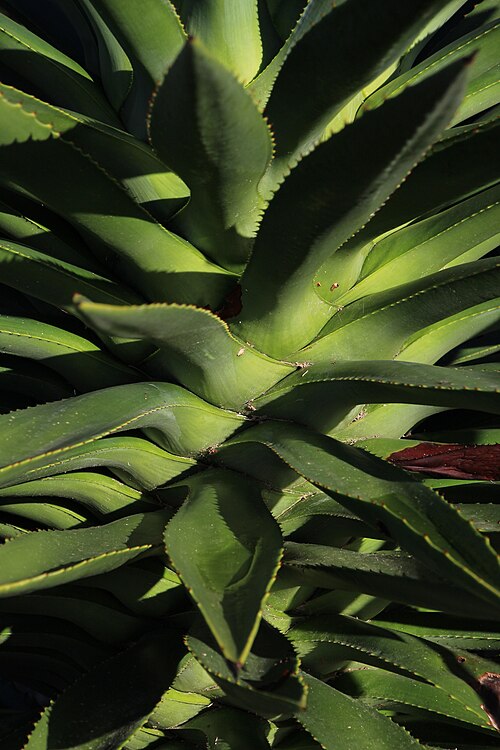 False Sisal