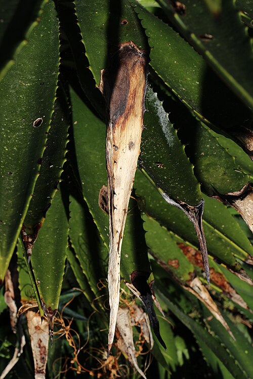False Sisal
