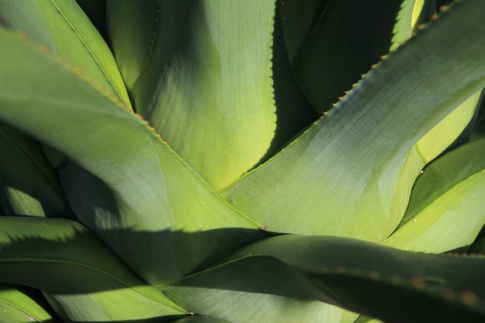 False Sisal