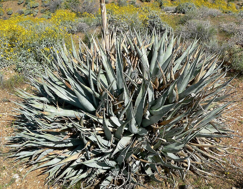 Desert Agave