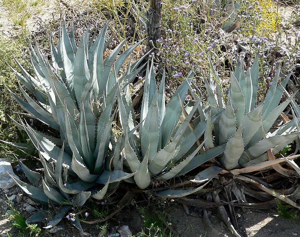 Desert Agave