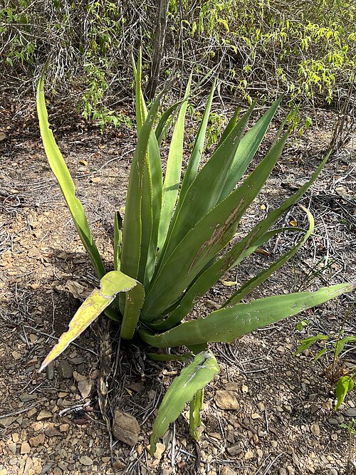 Eggers' Century Plant