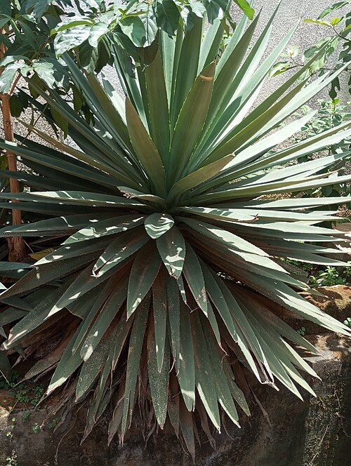 Henequen