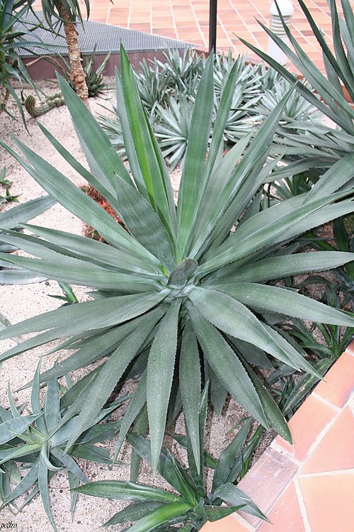Henequen