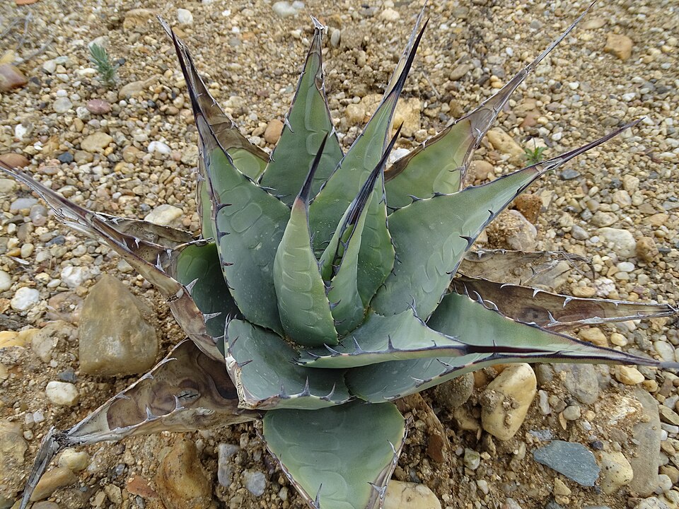 Havard's Century Plant