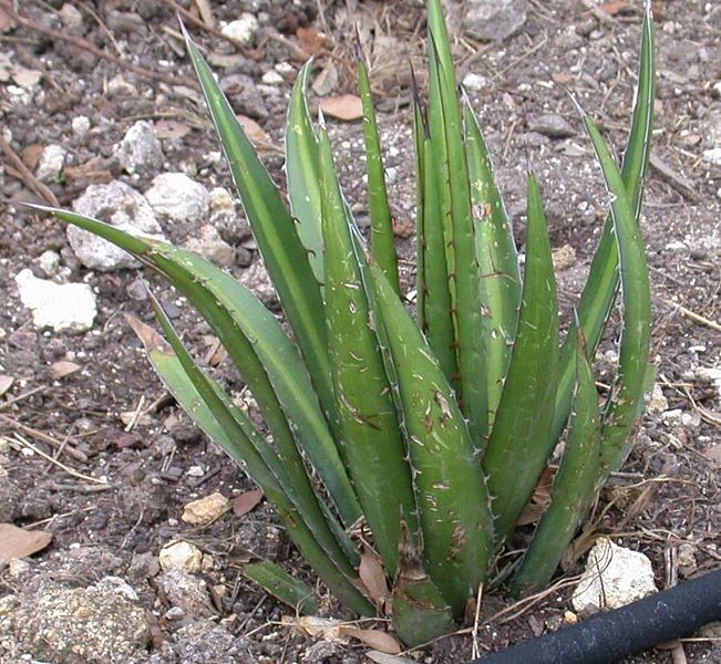 Lechuguilla