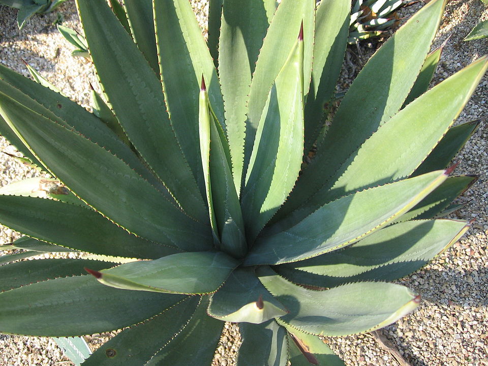 Murphey's Century Plant