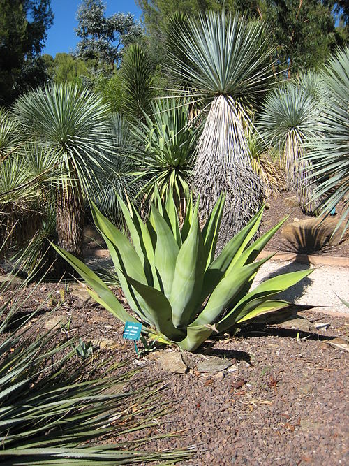 Wild Century Plant