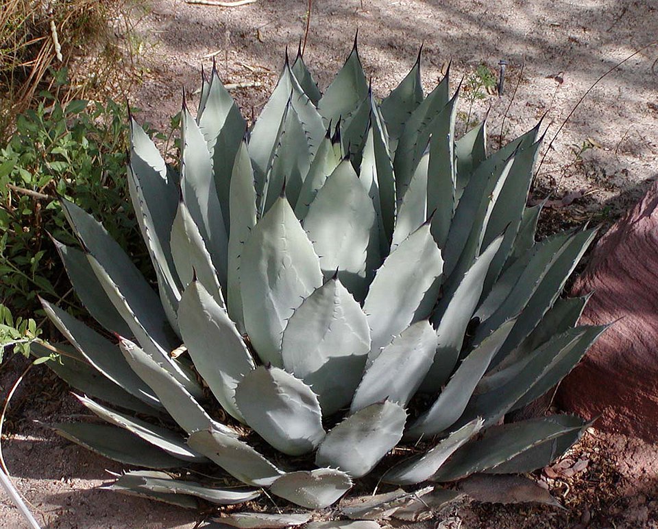 Palmer's Century Plant
