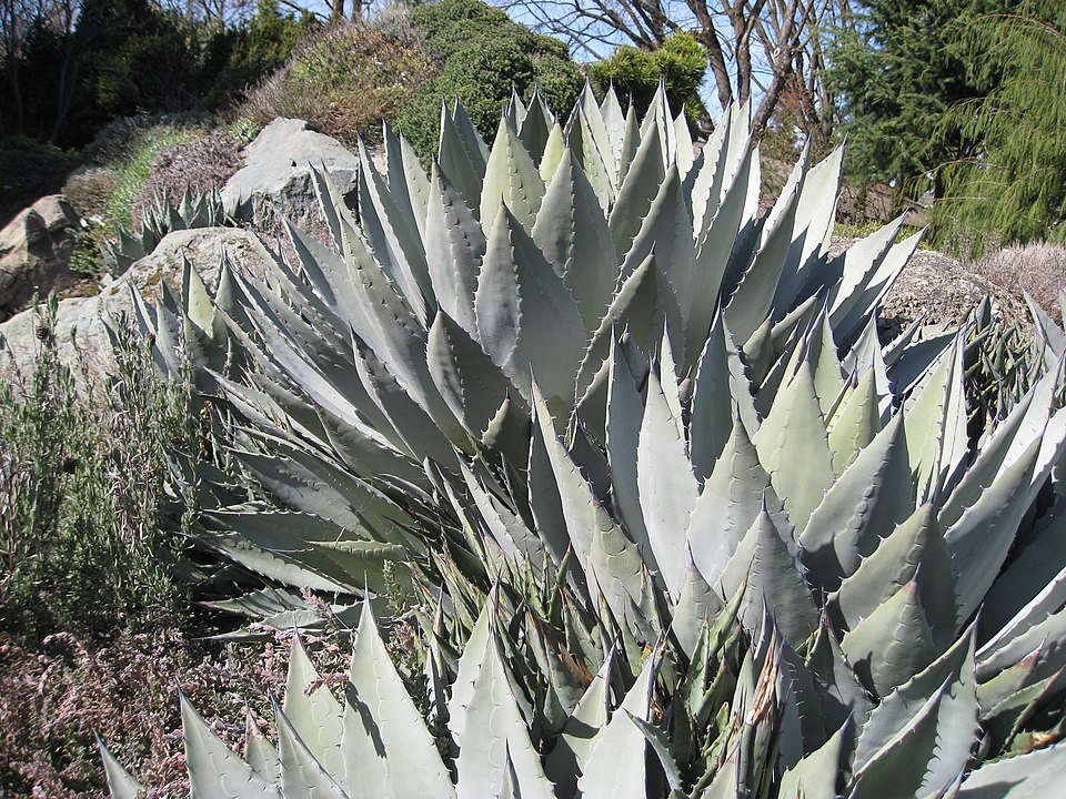 Palmer's Century Plant