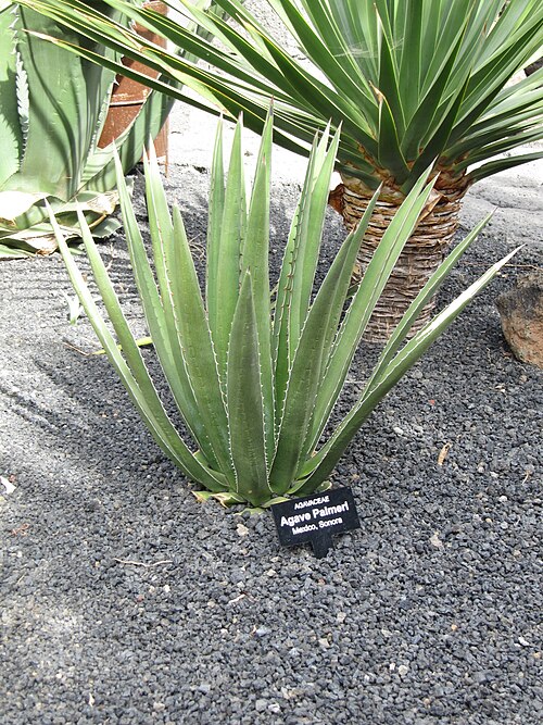 Palmer's Century Plant