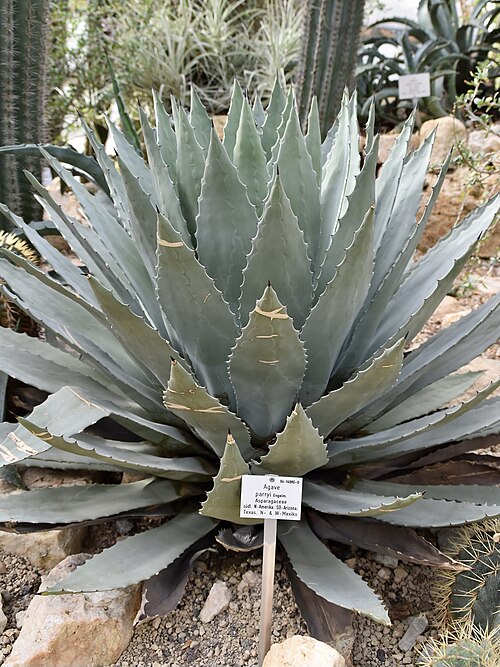 Parry's Agave