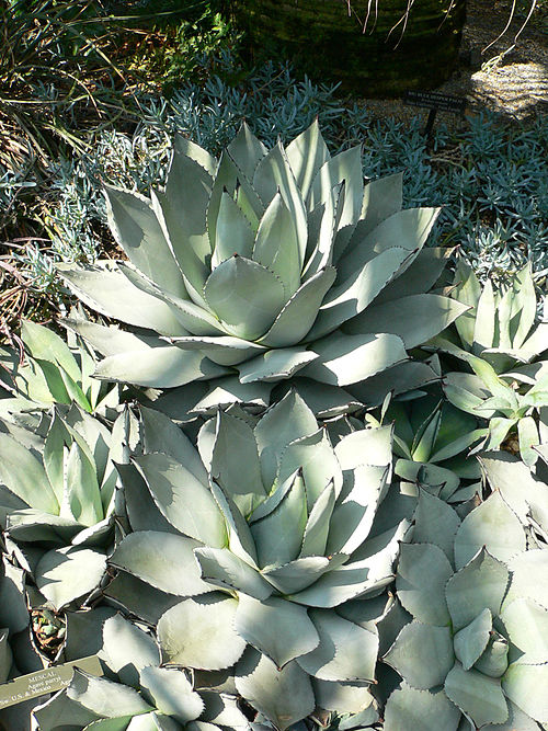 Parry's Agave