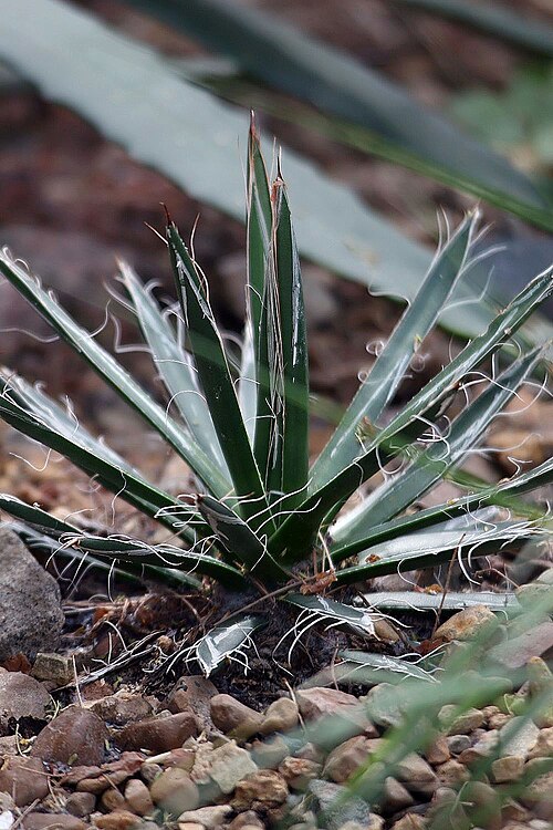 Smallflower Century Plant