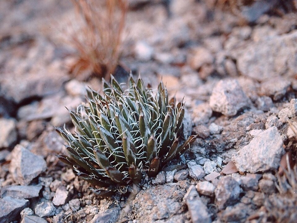Smallflower Century Plant