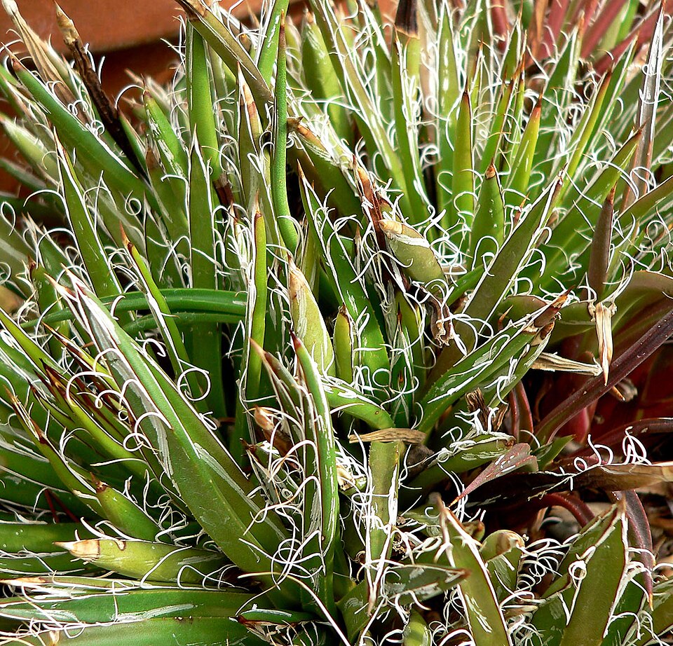 Smallflower Century Plant
