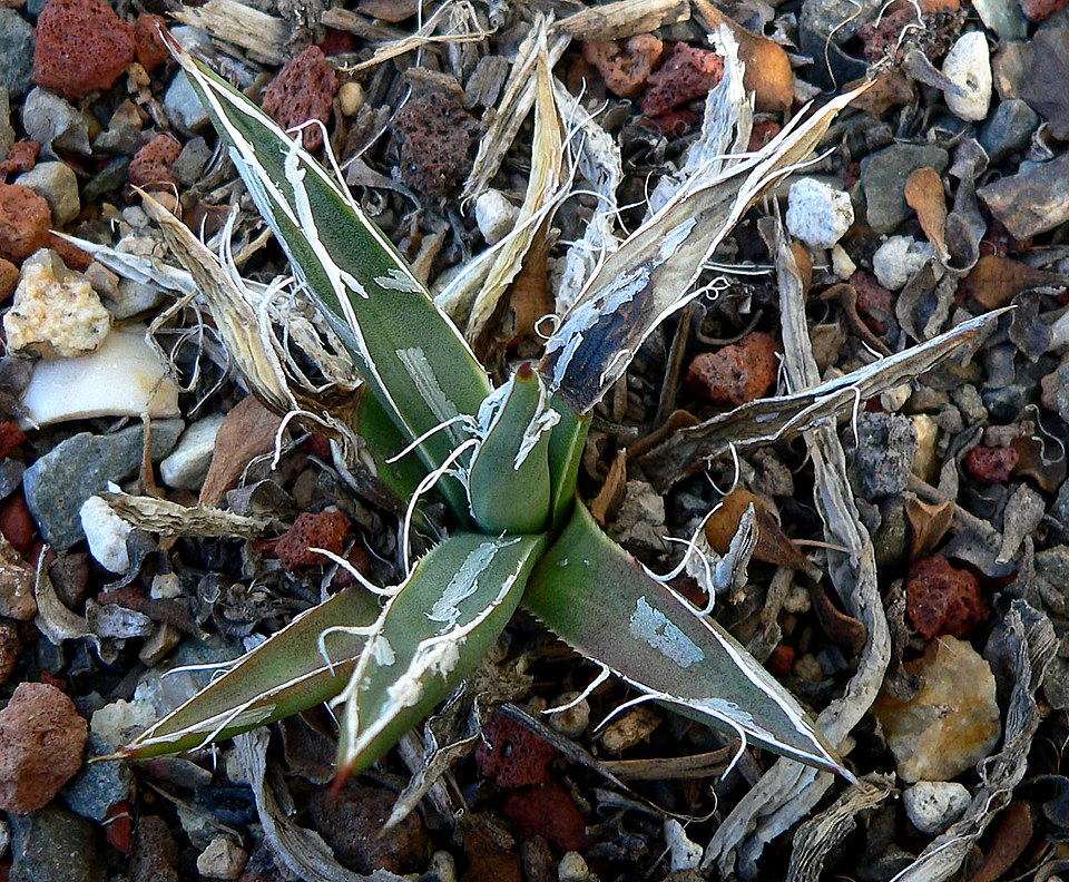 Smallflower Century Plant
