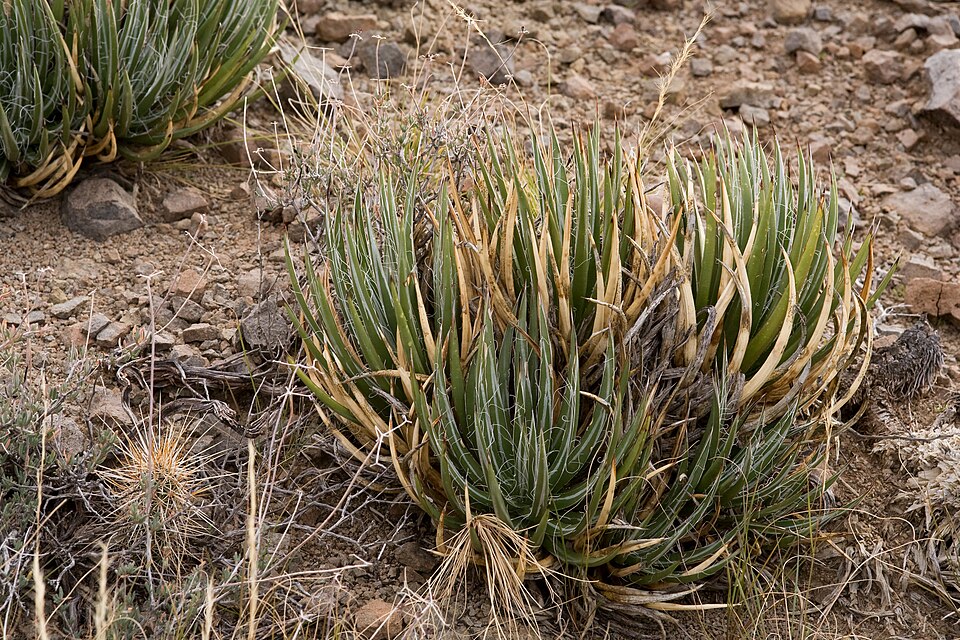 Schott's Century Plant