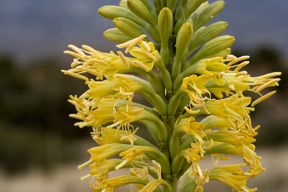 Schott's Century Plant