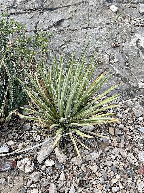 Schott's Century Plant