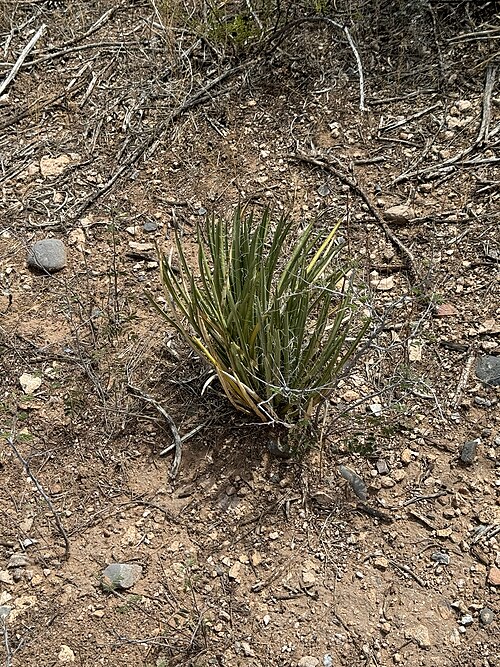 Schott's Century Plant