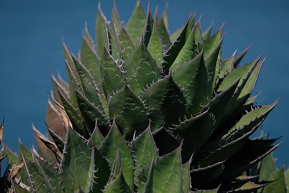 Coastal Agave