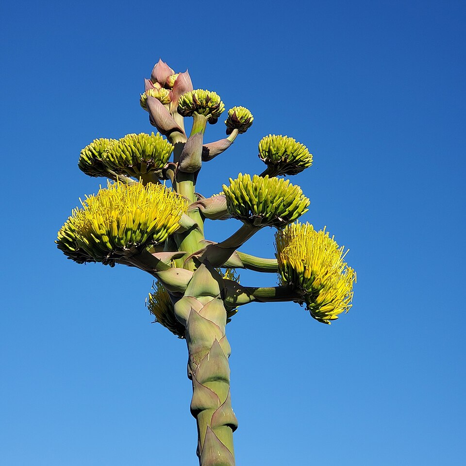 Coastal Agave