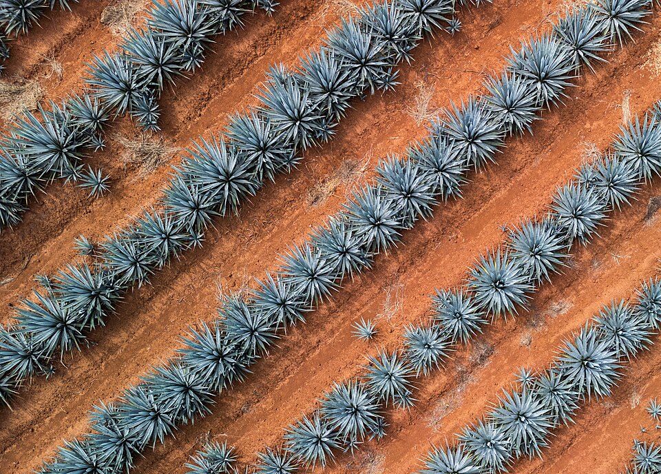 Tequila Agave
